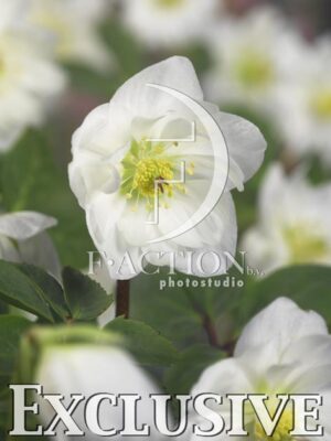 botanic stock photo Helleborus