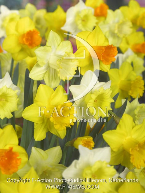 botanic stock photo Narcissus