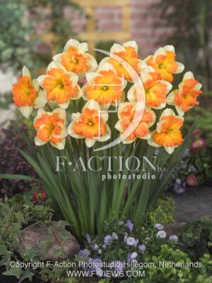 botanic stock photo Narcissus