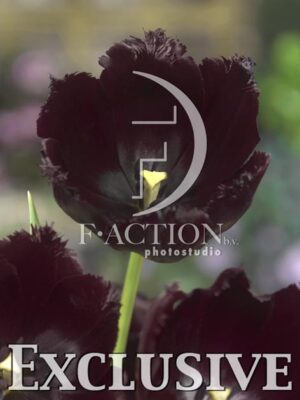 botanic stock photo Tulipa