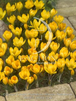 botanic stock photo Crocus