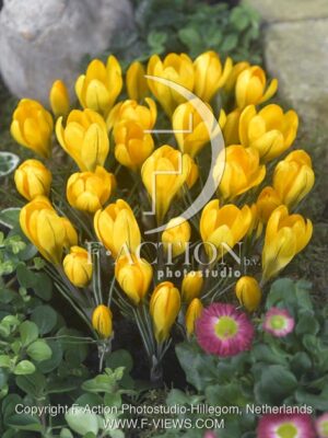 botanic stock photo Crocus