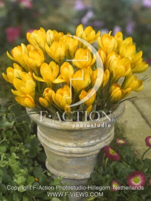 botanic stock photo Crocus