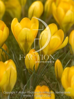 botanic stock photo Crocus