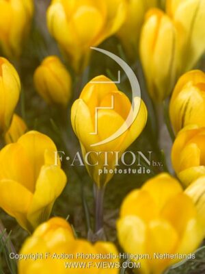 botanic stock photo Crocus