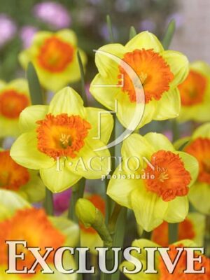 botanic stock photo Narcissus