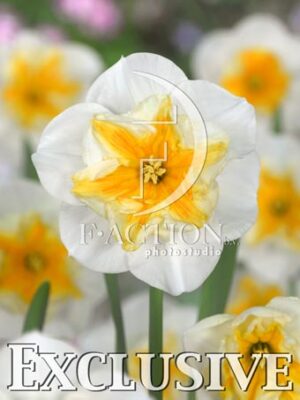 botanic stock photo Narcissus