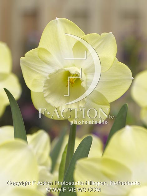 botanic stock photo Narcissus