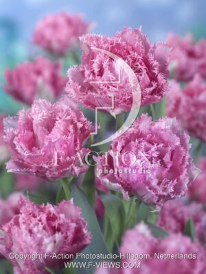 botanic stock photo Tulipa