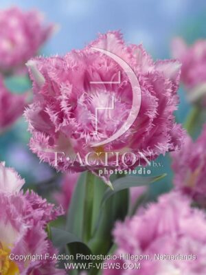 botanic stock photo Tulipa