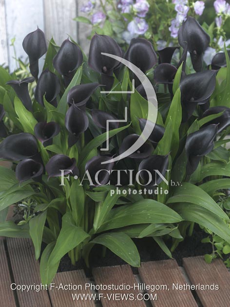 botanic stock photo Zantedeschia