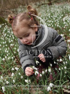 botanic stock photo Galanthus