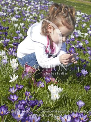 botanic stock photo Crocus