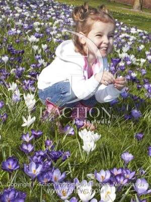 botanic stock photo Crocus