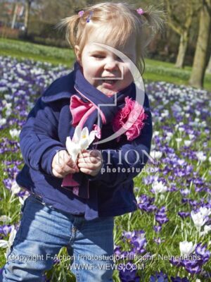 botanic stock photo Crocus