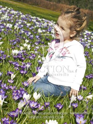 botanic stock photo Crocus