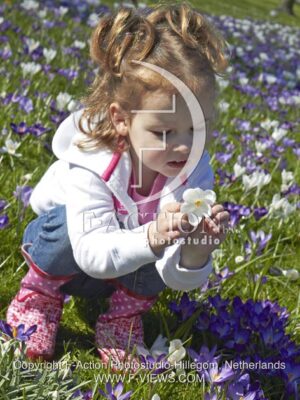 botanic stock photo Crocus