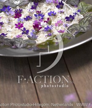 botanic stock photo Hepatica