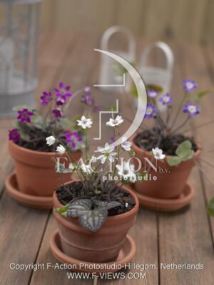 botanic stock photo Hepatica