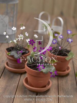 botanic stock photo Hepatica