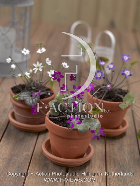 botanic stock photo Hepatica