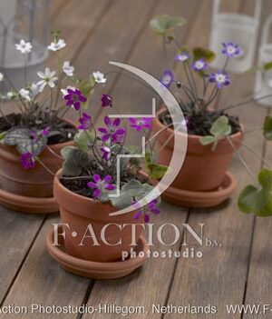 botanic stock photo Hepatica