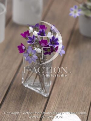 botanic stock photo Hepatica