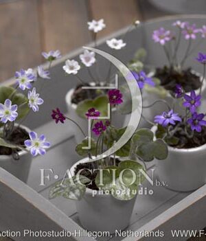 botanic stock photo Hepatica