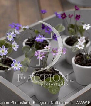 botanic stock photo Hepatica