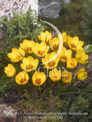 botanic stock photo Crocus