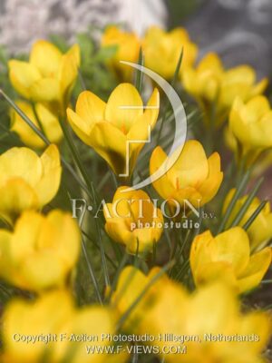 botanic stock photo Crocus