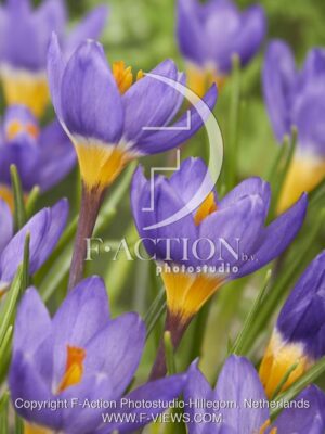 botanic stock photo Crocus
