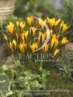 botanic stock photo Crocus