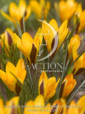 botanic stock photo Crocus