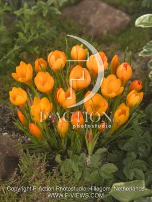 botanic stock photo Crocus