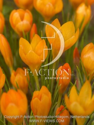 botanic stock photo Crocus