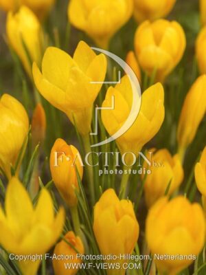 botanic stock photo Crocus