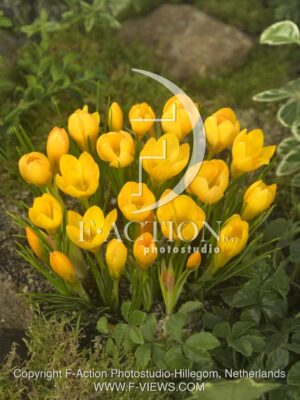botanic stock photo Crocus