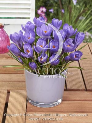 botanic stock photo Crocus