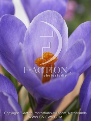 botanic stock photo Crocus