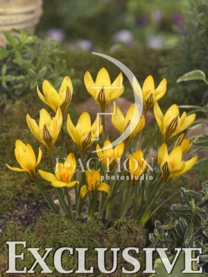 botanic stock photo Crocus