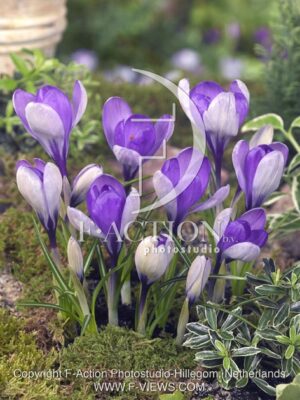 botanic stock photo Crocus