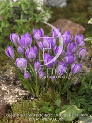 tommasinianus 'Barr's Purple'
