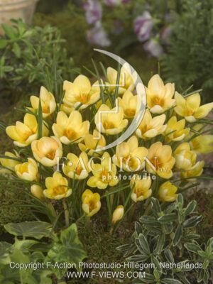 botanic stock photo Crocus