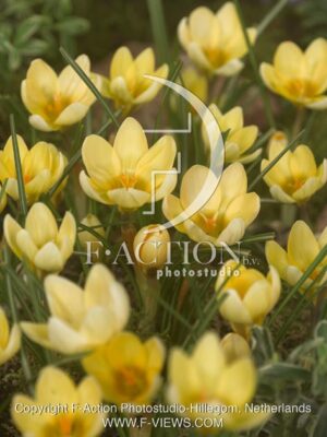 botanic stock photo Crocus