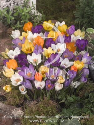 botanic stock photo Crocus