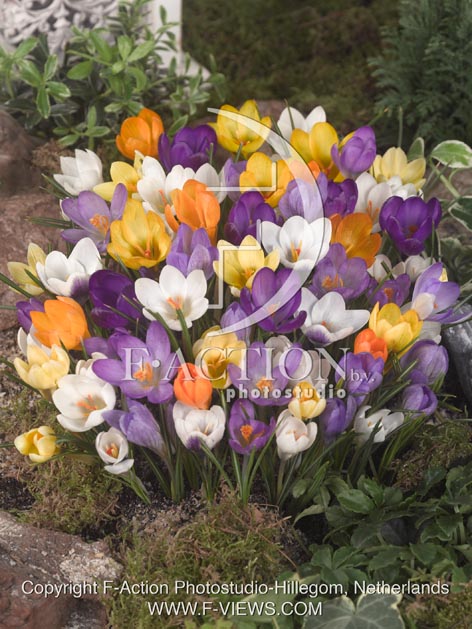 botanic stock photo Crocus