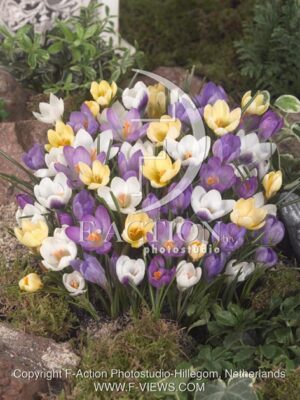 botanic stock photo Crocus