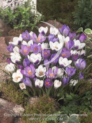 botanic stock photo Crocus