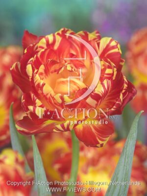 botanic stock photo Tulipa